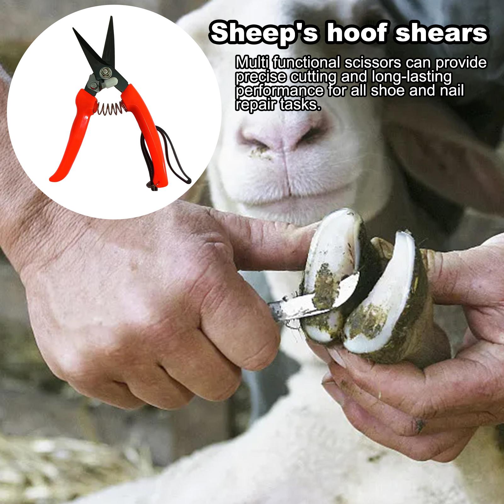 Forbici ergonomiche per zoccol - Woodworking Horse recensione e prezzo