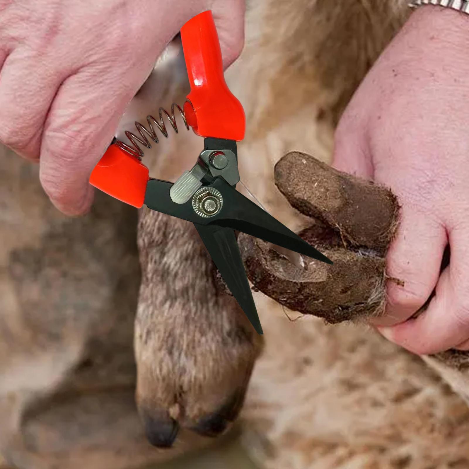 Forbici ergonomiche per zoccol - Woodworking Horse recensione e prezzo