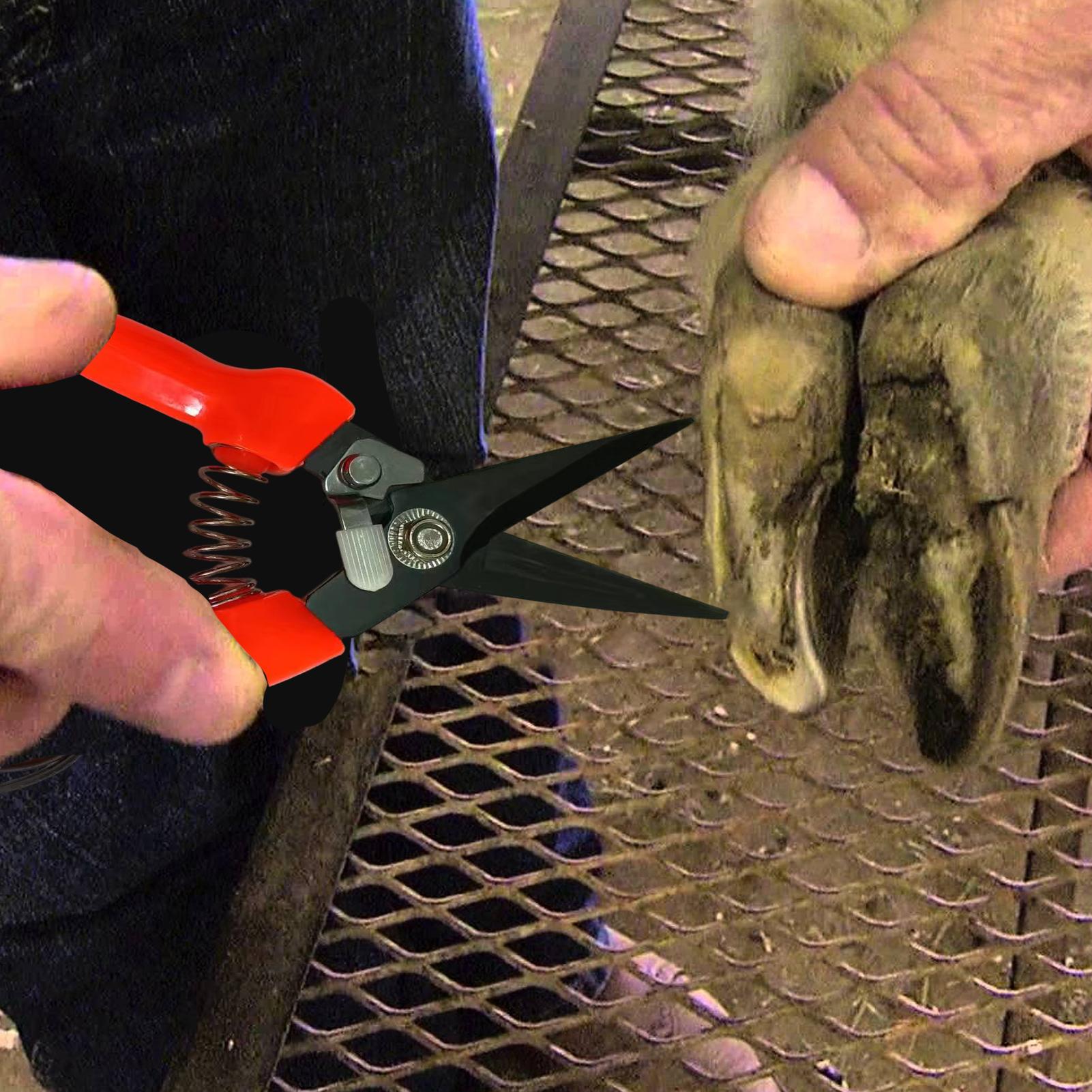 Forbici ergonomiche per zoccol - Woodworking Horse recensione e prezzo